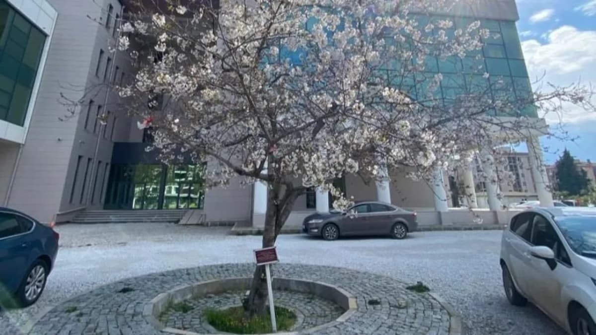 ÇOMÜ'de Türk-Japon Dostluğunu Yaşatacak "Sakura Yolu" Projesi Başladı