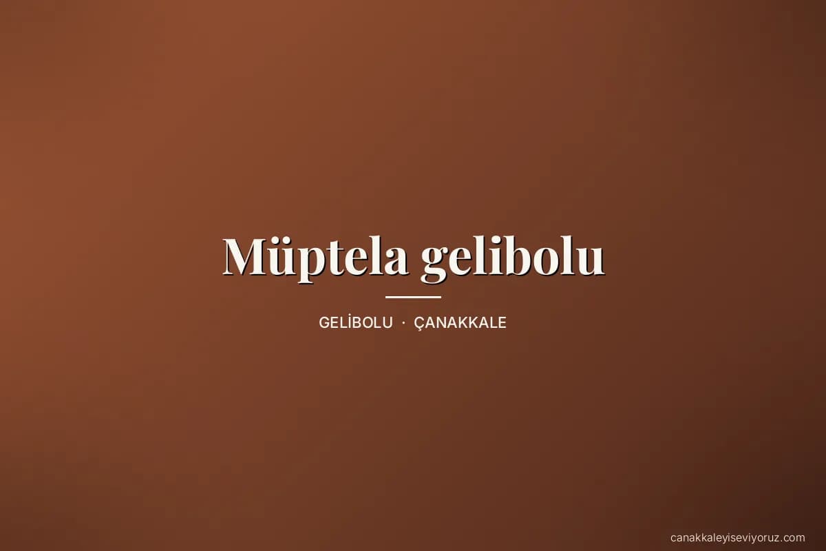 Müptela gelibolu