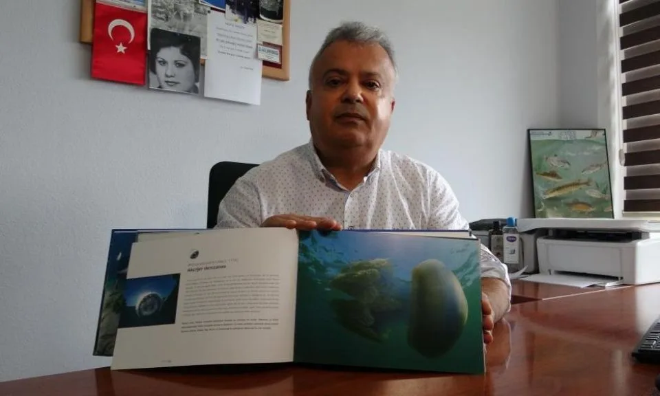 Çanakkale'de mavi denizanaları için önemli uyarı