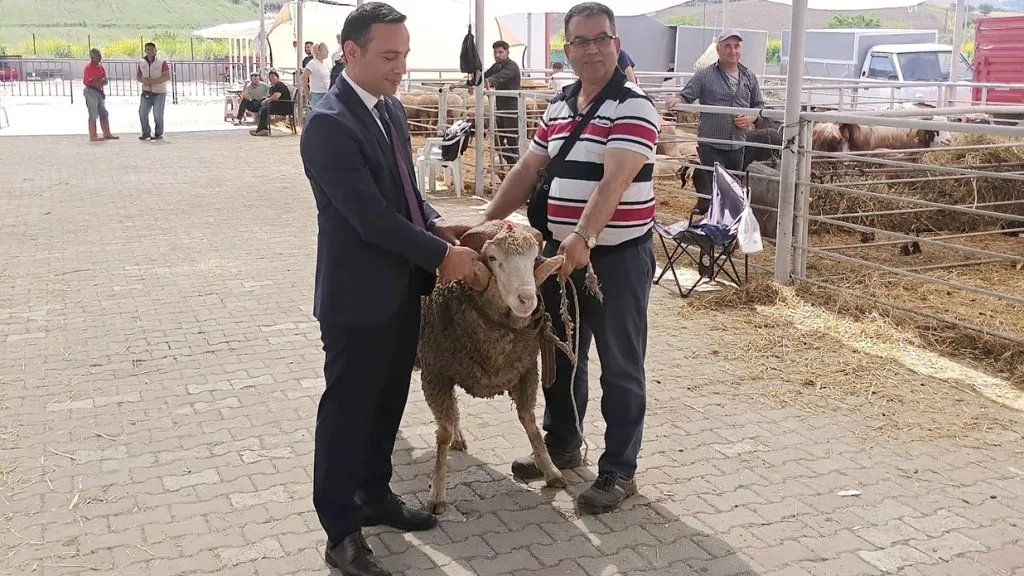 Gelibolu Kurban Pazarı'nda 'Paşa' Koç Büyük İlgi Gördü