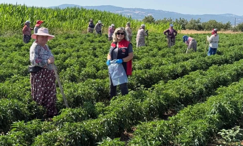 Biga'da Hasat Öncesi Pestisit Denetimleri Başladı: Güvenli Gıda Vurgusu